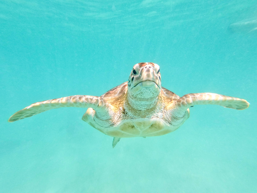 sea turtle underwater 