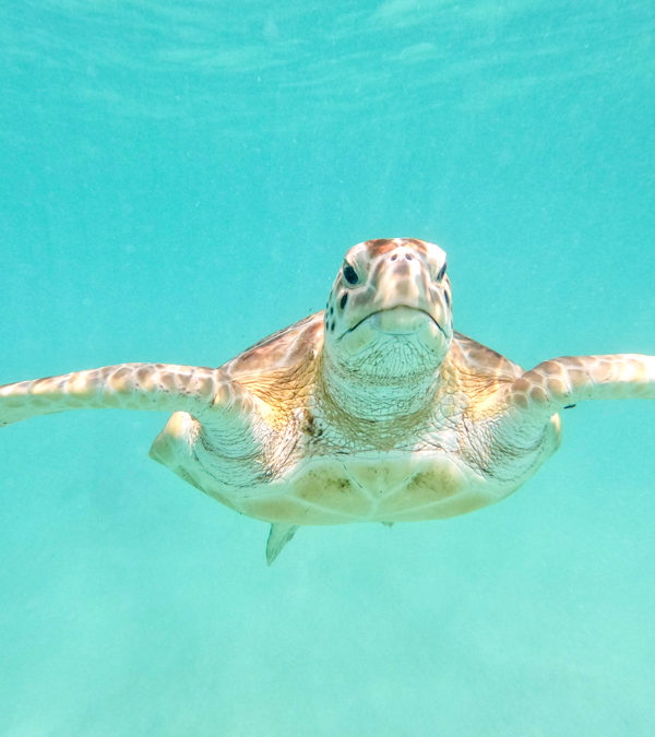 Fun Family Event Celebrating Pensacola Beach’s Fabulous Sea Turtles